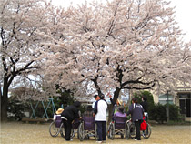 4月　お花見